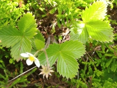 Fragaria vesca vesca