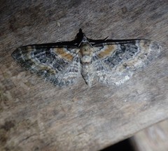 Eupithecia pulchellata
