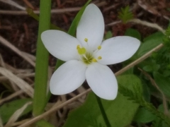 Centaurium scilloides