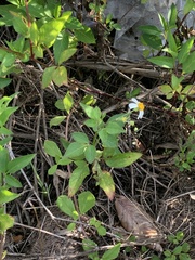 Bidens alba