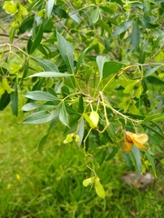Helietta apiculata
