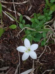 Centaurium scilloides