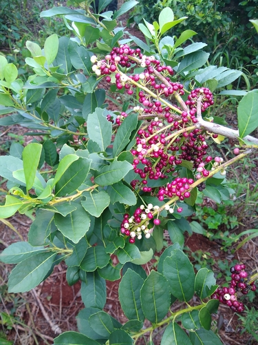 Ilex paraguariensis