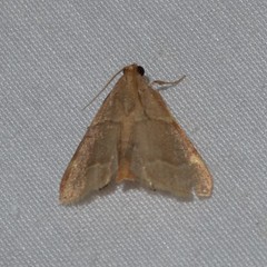 Hypsopygia binodulalis
