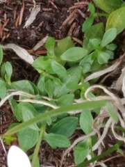 Centaurium scilloides