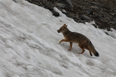 Lycalopex culpaeus culpaeus
