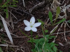 Centaurium scilloides