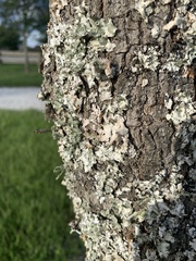 Pezizomycotina