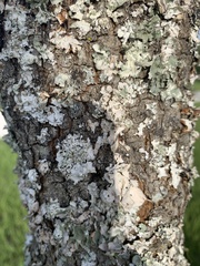 Pezizomycotina