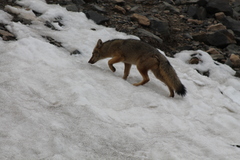 Lycalopex culpaeus culpaeus