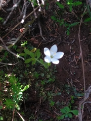 Centaurium scilloides