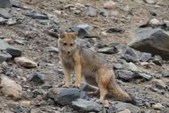 Lycalopex culpaeus culpaeus