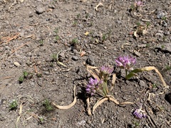 Allium siskiyouense