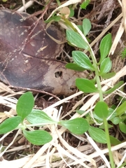 Centaurium scilloides