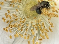 Anthophila