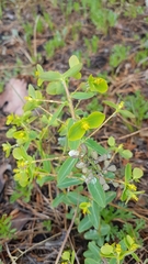 Euphorbia jenisseiensis