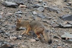 Lycalopex culpaeus culpaeus