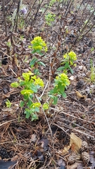 Euphorbia jenisseiensis