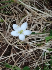 Centaurium scilloides