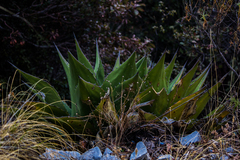 Agave gentryi