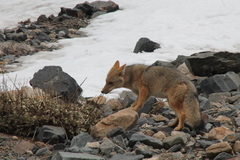 Lycalopex culpaeus culpaeus