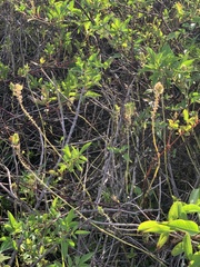 Magnoliopsida