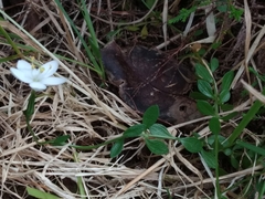 Centaurium scilloides