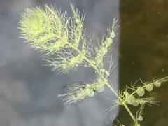 Utricularia australis