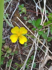 Potentilla anglica