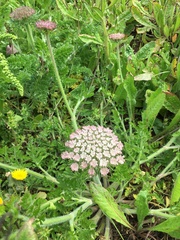Daucus carota gummifer