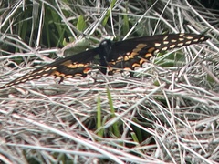 Papilio polyxenes