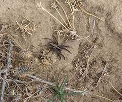 Schizocosa minnesotensis