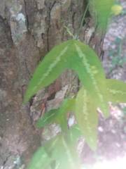 Passiflora urnifolia