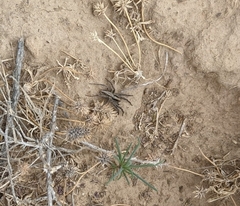 Schizocosa minnesotensis