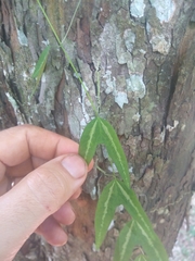 Passiflora urnifolia