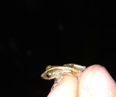 Scinax argyreornatus