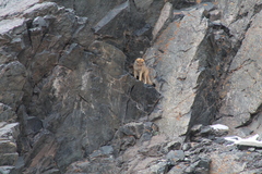 Lycalopex culpaeus culpaeus