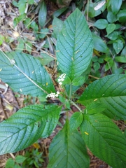 Heliotropium transalpinum