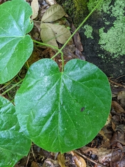 Matelea carolinensis