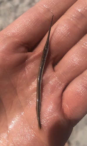 Atlantic needlefish (Strongylura timucu) — Belonidae — 2