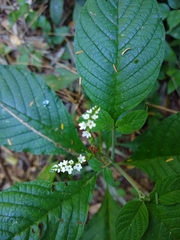 Heliotropium transalpinum