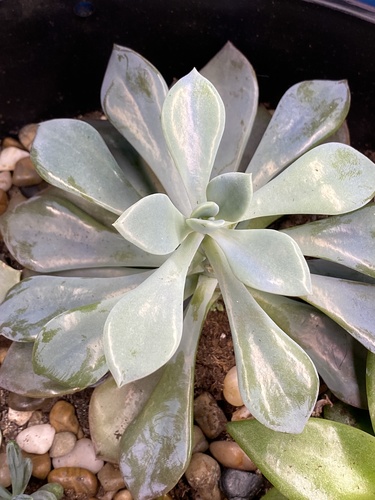 ×Graptoveria 'Debbie' 4