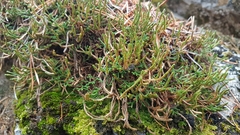 Selaginella sanguinolenta