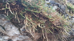 Selaginella sanguinolenta