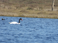 Cygnus melancoryphus