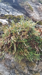 Selaginella sanguinolenta