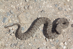 Macrovipera lebetinus schweizeri