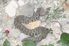 Macrovipera lebetinus schweizeri