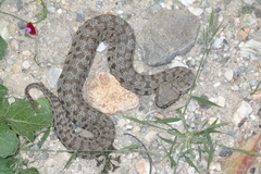 Macrovipera lebetinus schweizeri