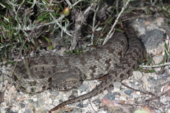 Macrovipera lebetinus schweizeri